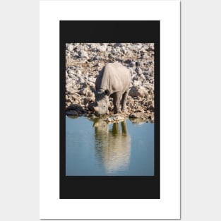 White Rhino Drinking, Etosha Posters and Art